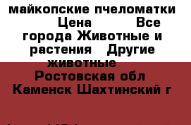  майкопские пчеломатки F-1  › Цена ­ 800 - Все города Животные и растения » Другие животные   . Ростовская обл.,Каменск-Шахтинский г.